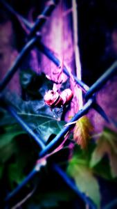 IMG_14166197_1