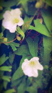IMG_14166219_1