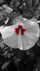IMG_14166291_red_edit