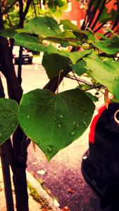 IMG_14166319_1