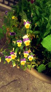 IMG_14166333_1