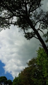 IMG_14168442(1)(1)