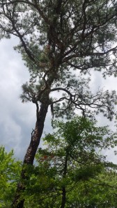 IMG_14168448(1)(1)