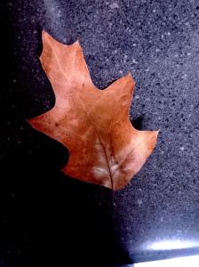 IMG_14169356_1