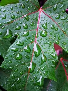 IMG_14169792(1)_1