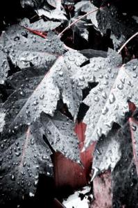 IMG_5919_1