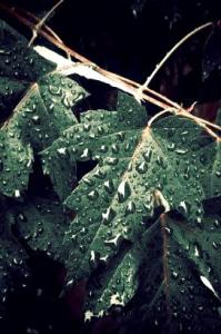 IMG_5921_1