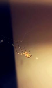 IMG_14170061(1)