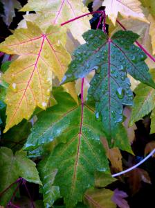 IMG_14170351_1