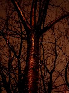 IMG_14171173_1