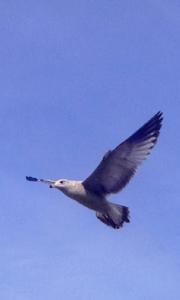 IMG_14171768