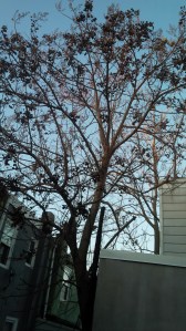 IMG_14172701