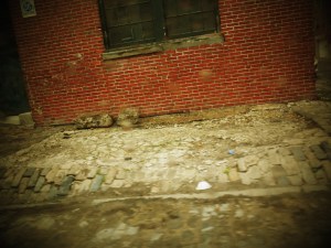 nineteenth 078(1)