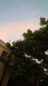 IMG_14173736