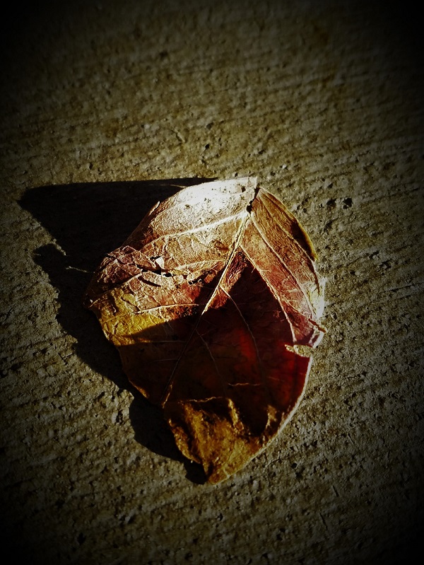 20161019_082425_resized-2